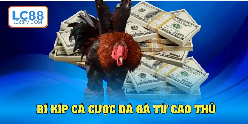 Bí kíp cá cược đá gà chuẩn đét từ cao thủ